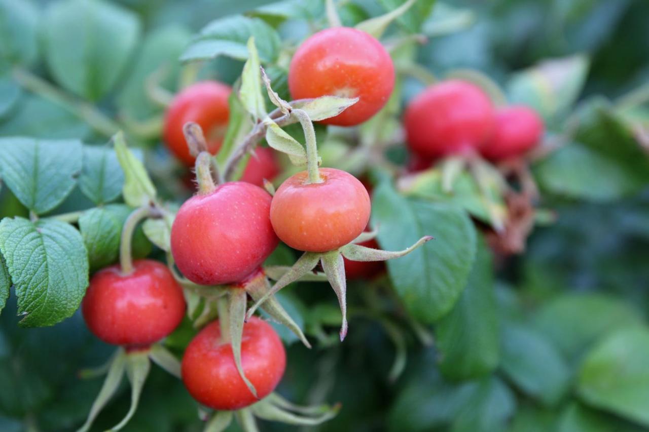 Natuurlijk Genieten Bemmel 외부 사진
